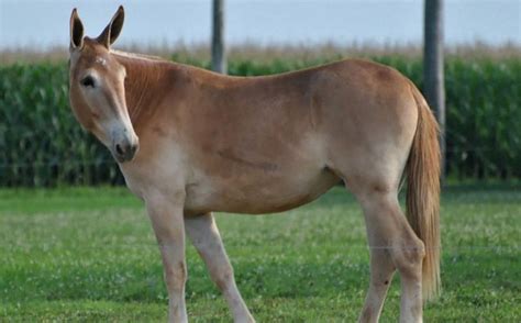 filhote de cavalo com jumenta|Qual o resultado do cruzamento entre um。